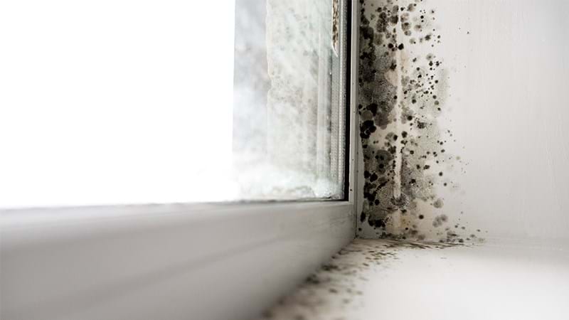 How To Get Rid Of Bathroom Mould, How To Prevent Black Mold On Shower Curtain