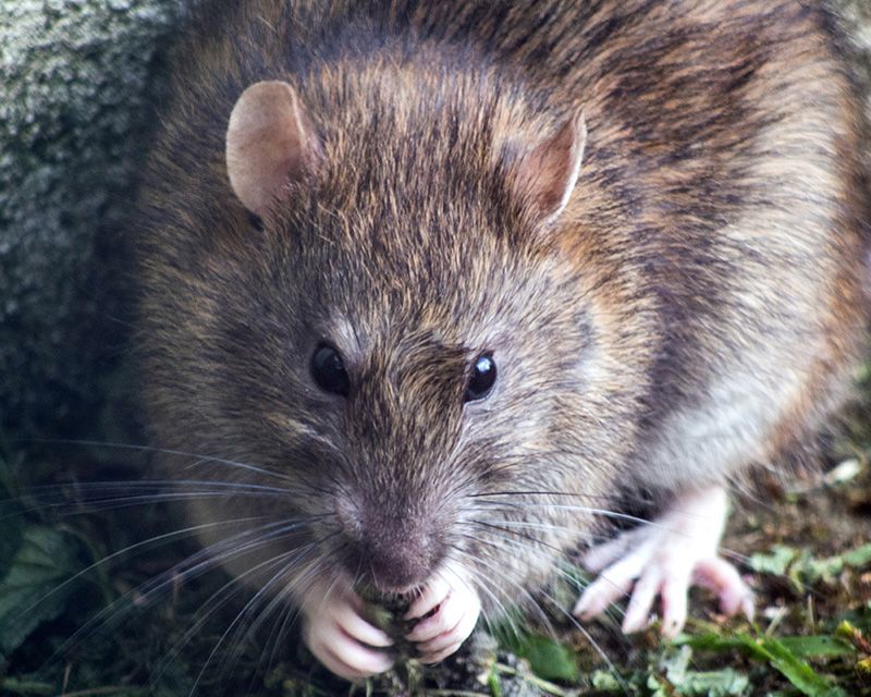 how to kill rats